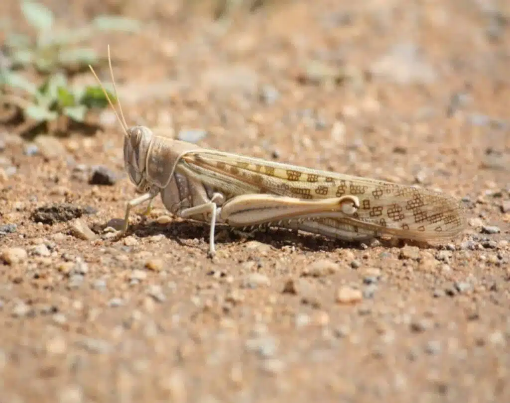 Les criquets pèlerins sont désormais aux portes de la ville Laayoune
